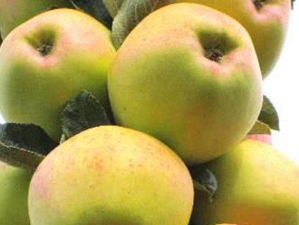 Jabloň stĺpovitá 'Kordona'- kontajner