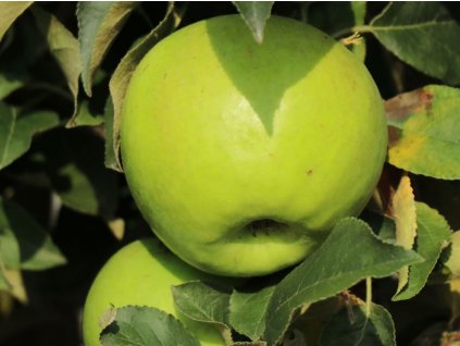 Jabloň stĺpovitá 'Bolero' - kontajner