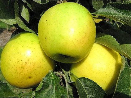 Jabloň stĺpovitá 'Malücha' - kontajner