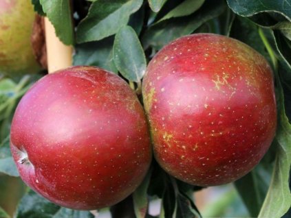 Jabloň stĺpovitá 'Waltz'- kontajner