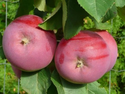 Jabloň stĺpovitá 'Solo'- kontajner