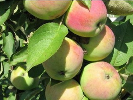 Jabloň stĺpovitá 'President'- kontajner