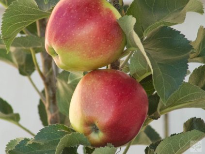 Jabloň stĺpovitá 'Ilma'- kontajner