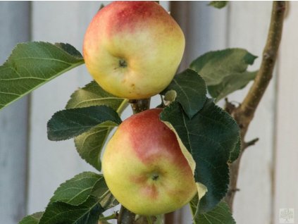 Jabloň stĺpovitá 'Ilze' - kontajner