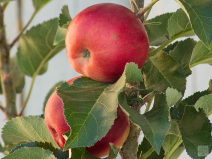 Jabloň stĺpovitá 'Inese' (Balenie prostokorenný stromček, Podpník M26)