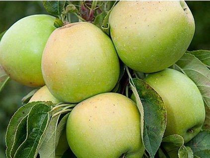 Jabloň stĺpovitá 'Moonlight'- kontajner