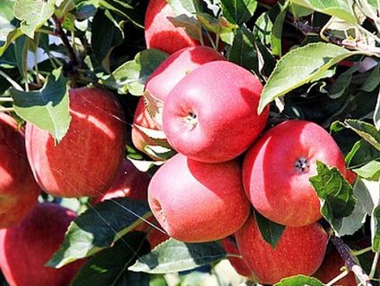 Jabloň stĺpovitá 'Sunlight'- kontajner