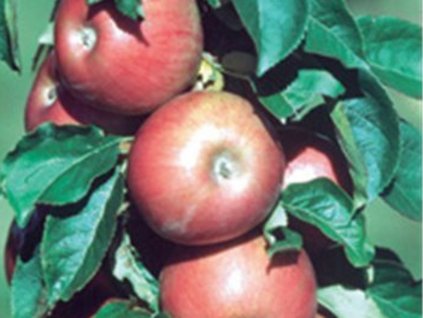 Jabloň stĺpovitá 'Pompink Ginover'- kontajner