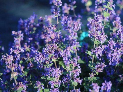 Šanta skrížená 'Blue Wonder' - Nepeta x faassenii 'Blue Wonder'