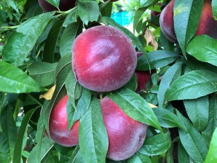 Broskyňa 'King Part' - kontajner