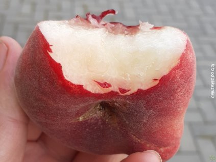 Broskyňa 'Ufo 4' - kontajner