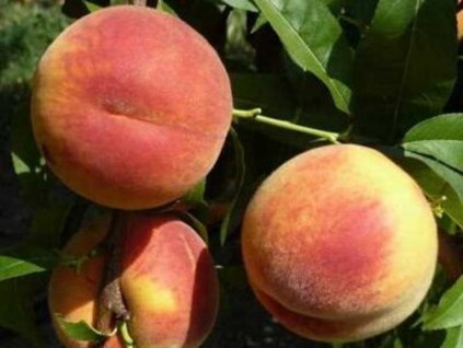 Broskyňa 'Romea' - kontajner