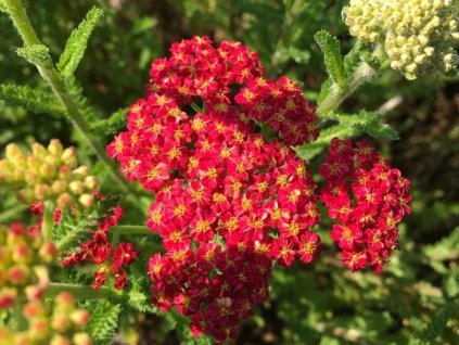 Rebríček obyčajný SKYSAIL 'Fire'- Achillea millefolium SKYSAIL 'Fire'