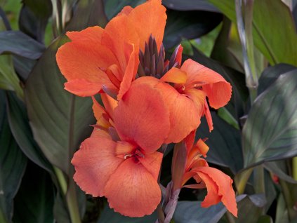 Canna CANNOVA® 'Bronze Beach'- Canna x generalis CANNOVA® 'Bronze Beach'