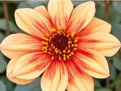 Georgína 'Dahlia x hortensis LUBEGA®' Dark Orange