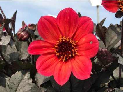 Georgína LUBEGA® 'Dark Red Glow'- Dahlia x hortensis LUBEGA® 'Dark Red Glow'