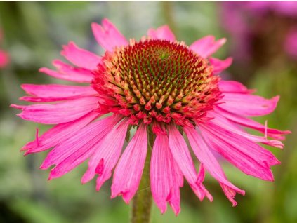 Echinacea DELICIOUS CANDY 'Noortdeli' PBR - Echinacea DELICIOUS CANDY 'Noortdeli' PBR