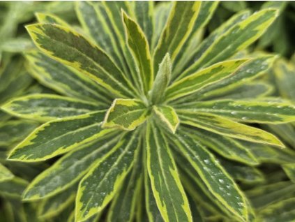 Mliečnik mnohofarebný 'Ascot Rainbow'PBR - Euphorbia × martini 'Ascot Rainbow' PBR