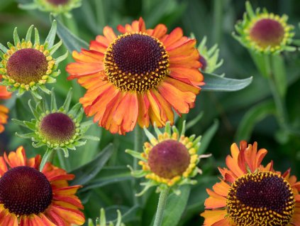 Helenium 'Short and Sassy'- Helenium 'Short and Sassy'