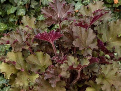 Heuchera 'Rex Red'PBR - Heuchera'Rex Red'PBR