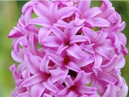 Hyacint'Anna Liza'