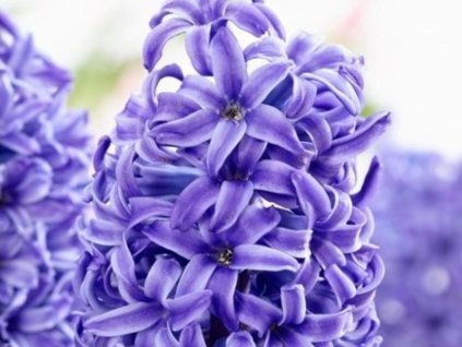 Hyacint 'Blue Pearl' (Balenie cibuľa 14/15 - 5 ks)