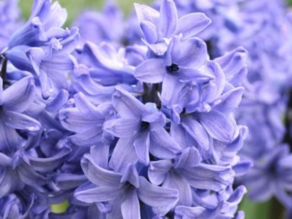 Hyacint 'Blue Star' (Balenie cibuľa 15/16 - 5 ks)