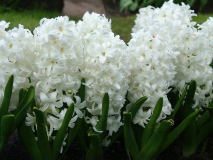 Hyacint 'Carnegie' (Balenie cibuľa 14/15 - 5 ks)