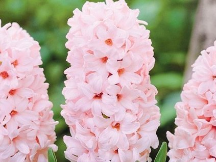 Hyacint 'China Pink' (Balenie cibuľa 15/16 - 5 ks)