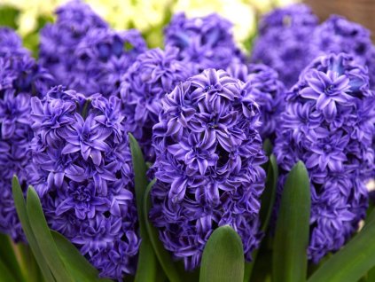 Hyacint 'Manhattan' (Balenie cibuľa 17/18 - 5 ks)