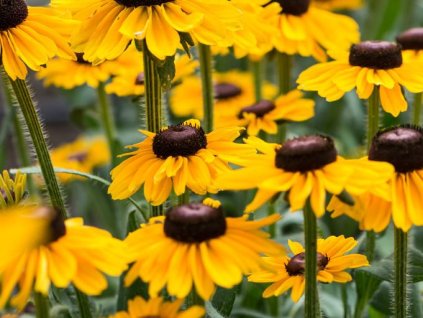 Echinacea  (rudbekia) srstnatá  SMILEY Z® 'Divine'- Rudbeckia SMILEY Z® 'Divine'