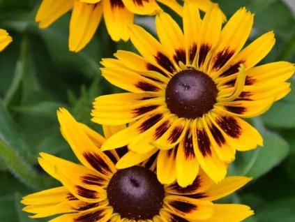 Echinacea (rudbekia) SMILEY Z® 'Party'- Rudbeckia SMILEY Z® 'Party'