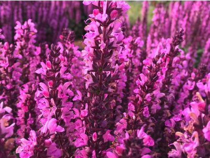 Šalvia hájna 'Midnight Rose'- Salvia nemorosa 'Midnight Rose'