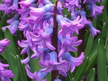 Hyacint 'Purple Star'