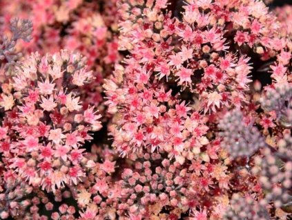 Rozchodník 'Globe Pink'- Sedum 'Globe Pink'