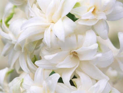 Hyacint 'Snow Crystal' (Balenie cibuľa 17/18 - 5 ks)