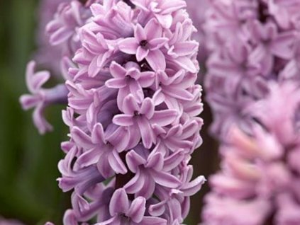 Hyacint 'Splendid Cornelia' (Balenie cibuľa 14/15 - 5 ks)