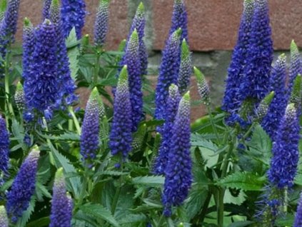 Veronika FIRST GLORY 'Allord'- Veronica longifolia FIRST GLORY 'Allord'