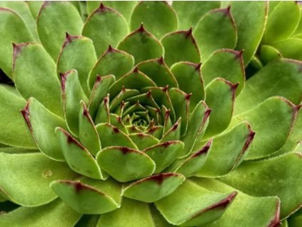Skalnica BIG SAM® 'Chrome Green' - Sempervivum BIG SAM® 'Chrome Green'