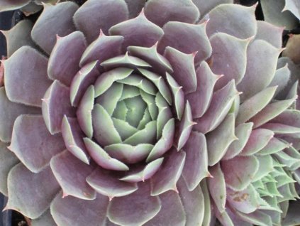 Skalnica BIG SAM® 'Purple Quartz' - Sempervivum BIG SAM® 'Purple Quartz'