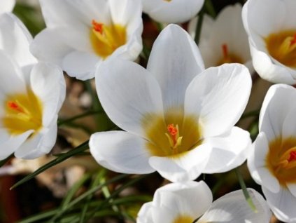 Krokus 'Ard Schenk'