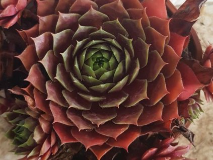 Skalnica BIG SAM® 'Ruby Star'- Sempervivum BIG SAM® 'Ruby Star'