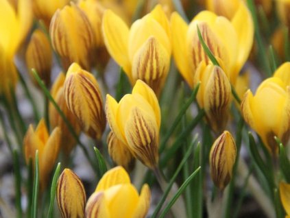 Krokus 'Fuscotinctus'