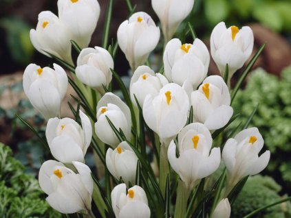 Krokus 'Jeanne d'Arc'