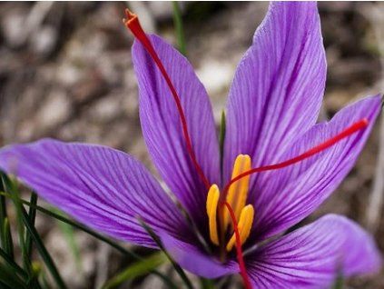 crocus sativus