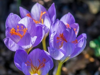 Krokus x speciosus