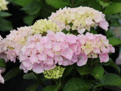 Hortenzia kalinolistá EVERBLOOM 'Pink Wonder'