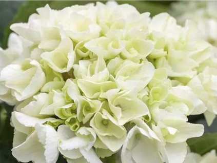 Hortenzia kalinolistá EVERBLOOM 'White Wonder'