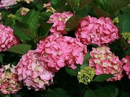 Hortenzia kalinolistá 'Early Rosa'