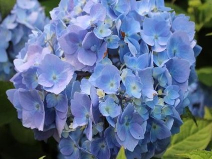Hortenzia kalinolistá 'Endless Summer Love' Blue